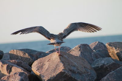 Rear view of seagull standing on rock