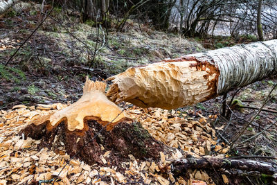 Fallen tree on field in forest
