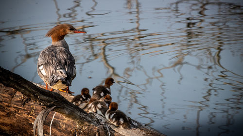 Duck swimming in a lake