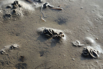 High angle view of crab on beach