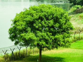 View of trees on landscape
