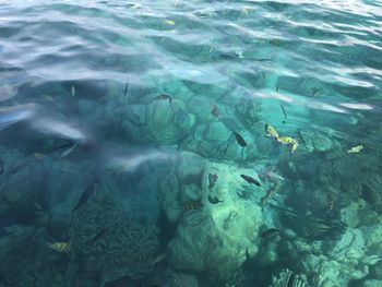 High angle view of fish swimming in sea