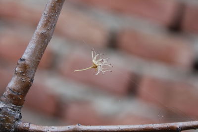 Spidering flower