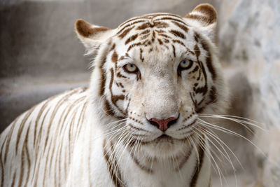 Close-up portrait of white tiger at zoo