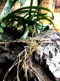 Close-up of spider web on plant