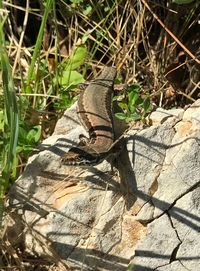 High angle view of lizard on grass