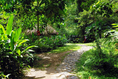 Footpath amidst trees in forest