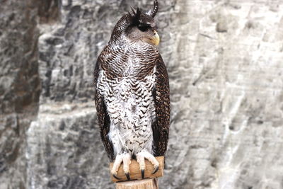 Close-up of owl perching on rock against wall