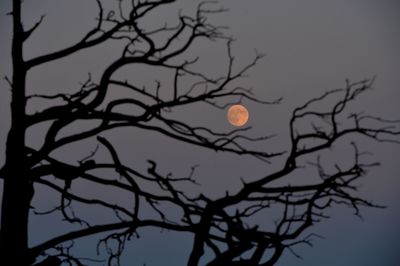 Low angle view of silhouette bare tree against sky at night