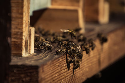 Close-up of bee on wood