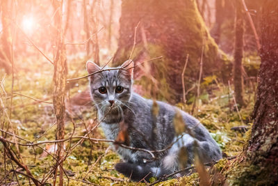 Portrait of cat