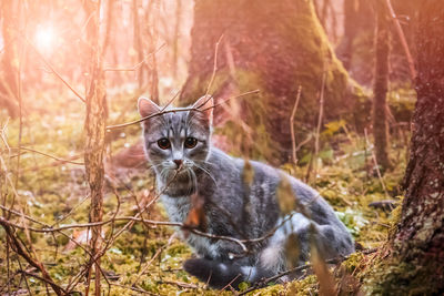 Portrait of cat in the garden 