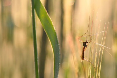 Close-up of insect on twig