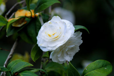 White camellia with some orange flecks, blurred background of bright green foliage.