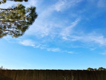 Low angle view of trees against blue sky