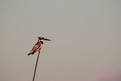 Low angle view of pied kingfisher against clear sky