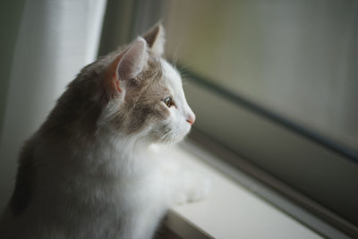 Cat looking through window at home