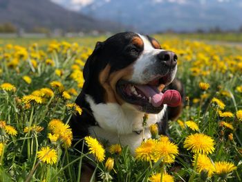 High angle view of dog on field