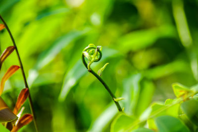 Close-up of insect on plant