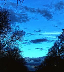 Low angle view of trees against blue sky
