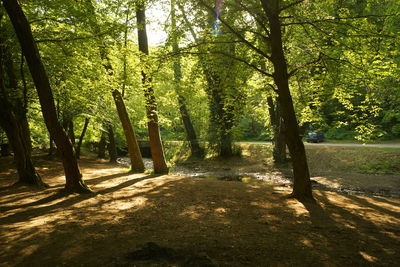 Trees in forest