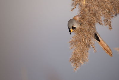 Low angle view of bird against clear sky