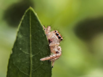 Close-up of insect on leaf