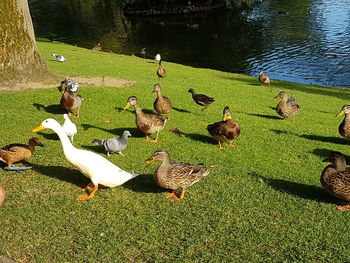 High angle view of birds on lake