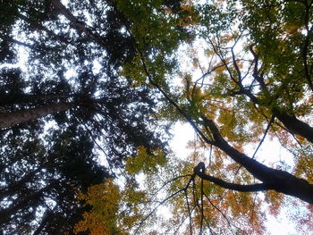 Low angle view of trees against sky