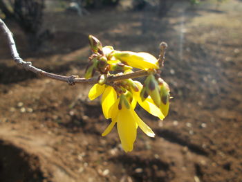 Close up of yellow flower