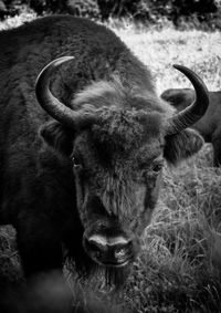 Portrait of bison in a field