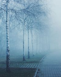 Bare trees in foggy weather