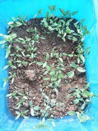 High angle view of potted plant