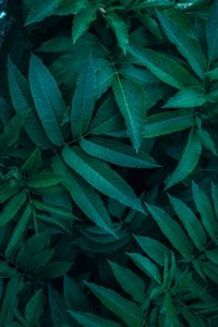 Green plant leaves in the garden in autumn season, green background