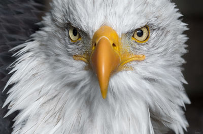 Close-up portrait of white owl