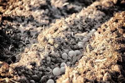 High angle view of stones on land