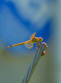 Close-up of damselfly on leaf against blue sky