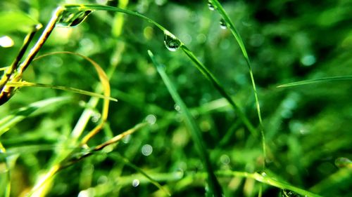 Close-up of raindrops on grass