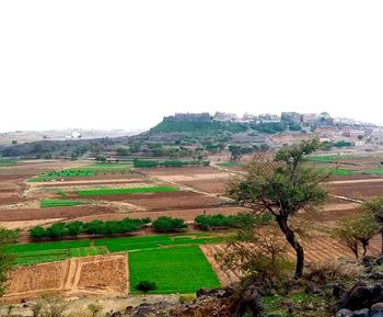 Scenic view of agricultural field against clear sky