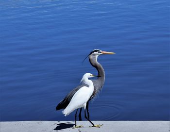 Grey heron and ibis perching on retaining wall by lake