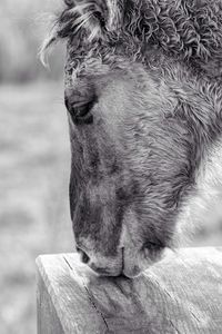 Close-up of horse