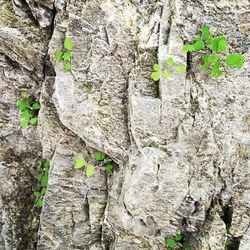 growth