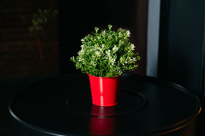 Close-up of potted plant