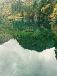 Reflection of trees in calm lake