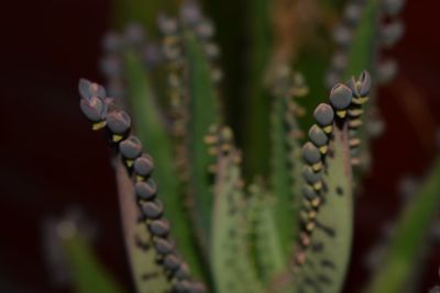 Close-up of plant