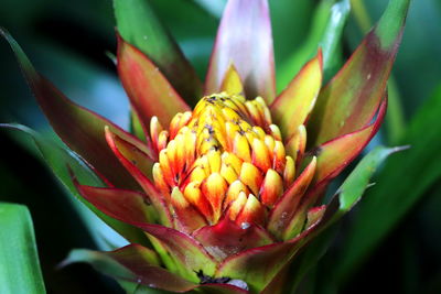 Close-up of yellow flower