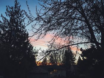 Low angle view of trees against sky at sunset