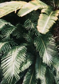 Close-up of palm tree leaves