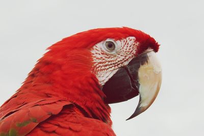 Close-up of a parrot