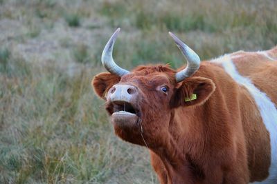 Cow standing in a field
